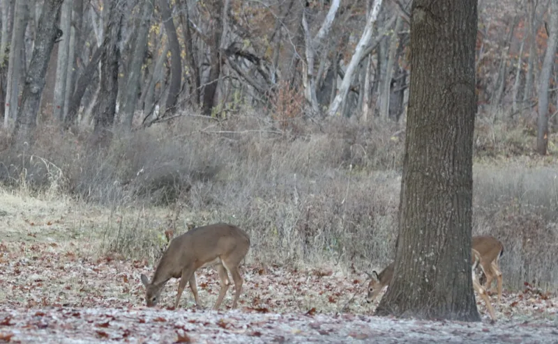 Deer hunters welcome cooler, drier conditions as muzzleloader season starts